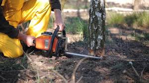 Best Tree Preservation Services  in Florence, AZ