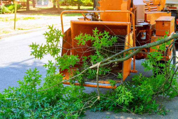 Seasonal Cleanup (Spring/Fall)