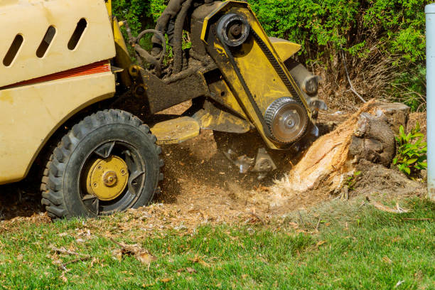 How Our Tree Care Process Works  in  Florence, AZ