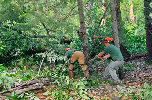 Best Lot and Land Clearing  in Florence, AZ