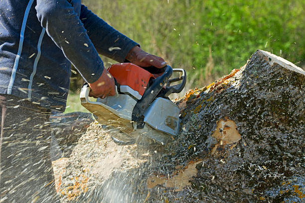 Trusted Florence, AZ Tree Care Services Experts